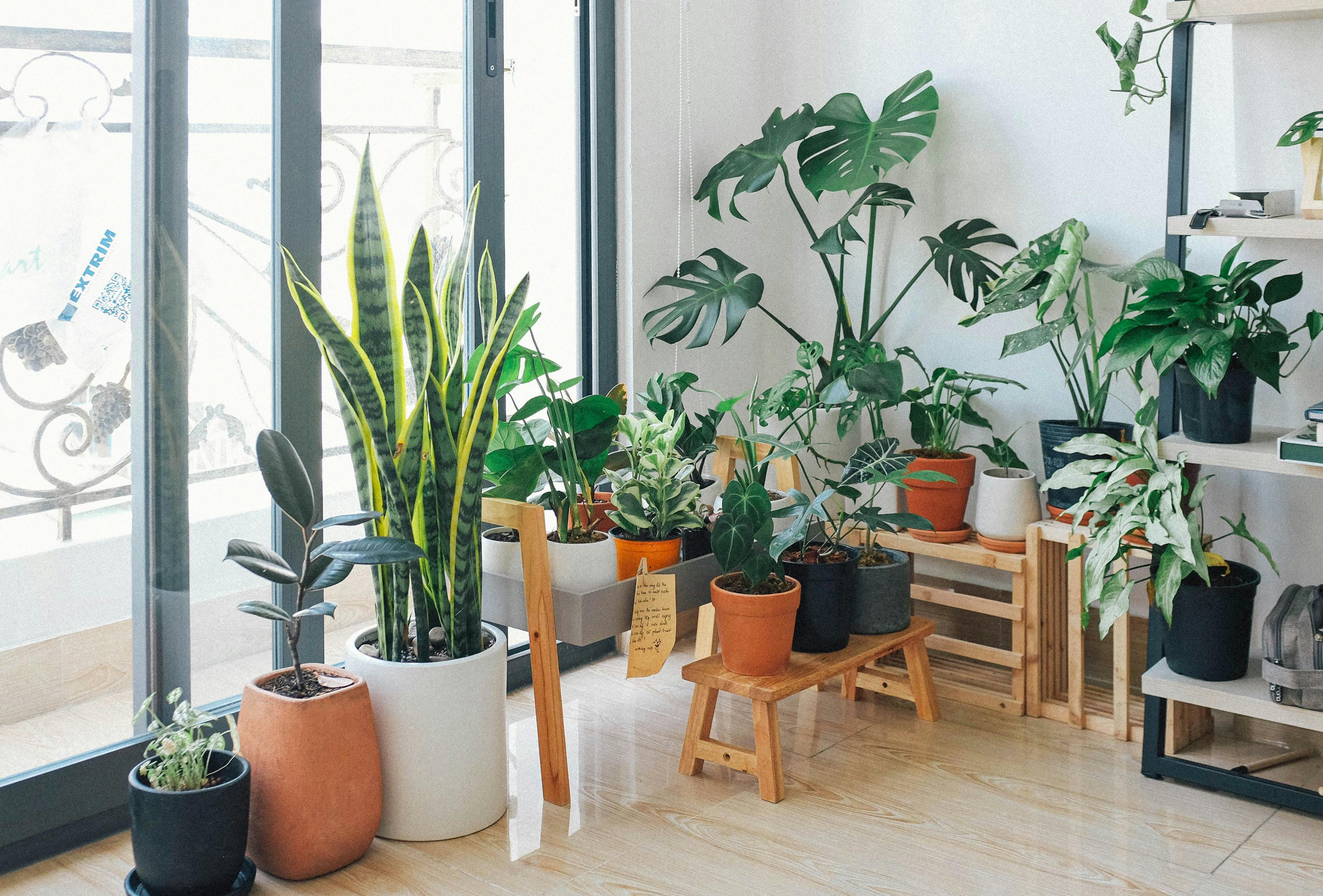 Indoor plant decor in premium living room